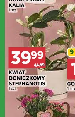 Kwiat doniczkowy stephanotis promocja w Stokrotka