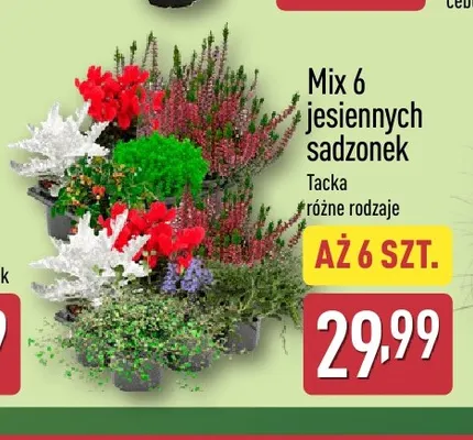 Mix 6 jesiennych sadzonek 6-pak Gardenline promocja w Aldi