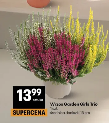 Wrzos Garden Girls Trio promocja w Delikatesy Centrum