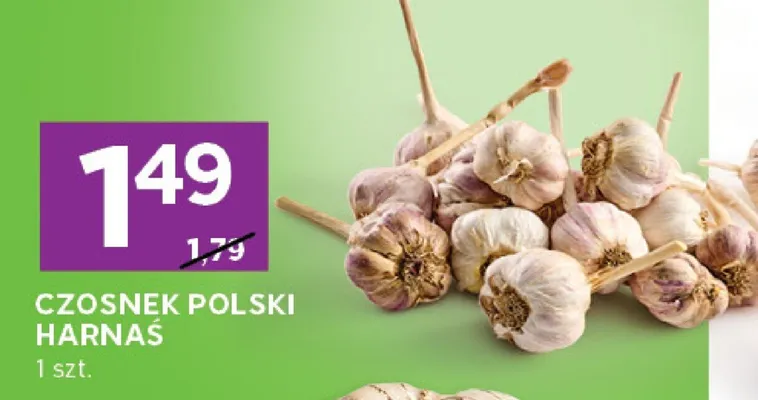 Czosnek polski harnaś promocja w Stokrotka