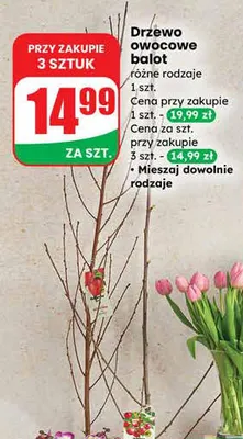 Drzewo owocowe balot różne rodzaje promocja w Dino