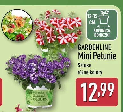 Mini Petunie Gardenline promocja w Aldi