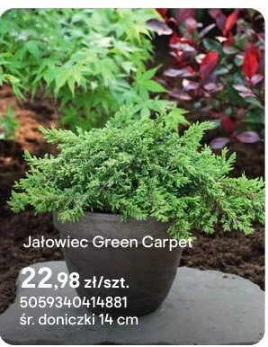 Jałowiec Green Carpet promocja w Castorama