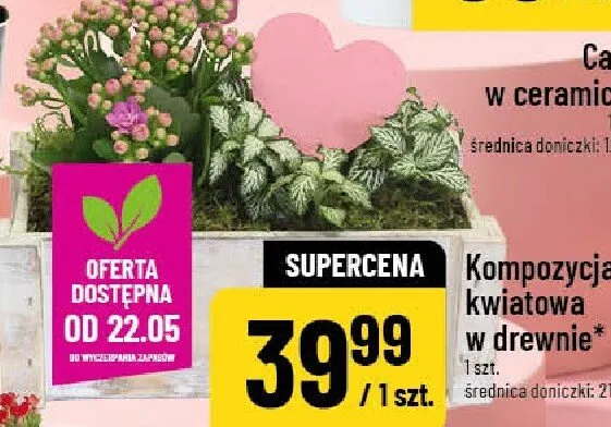 Kompozycja kwiatowa w drewnie średnica doniczki 21cm promocja w POLOmarket
