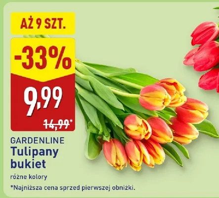 Tulipany bukiet różne kolory promocja w Aldi