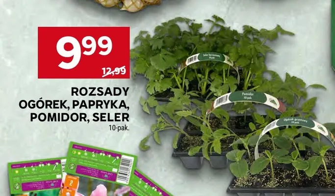 Rozsada ogórek promocja w Stokrotka