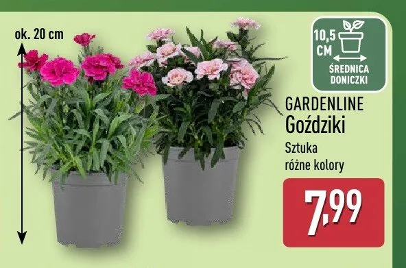 Goździki GARDENLINE promocja w Aldi