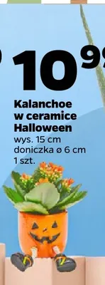 Kalanchoe w ceramice Halloween promocja w Netto
