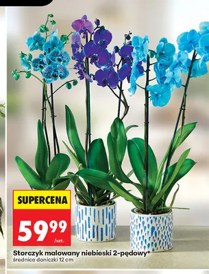 Storczyk malowany niebieski 2-pędowy promocja w Biedronka