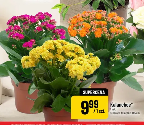 Kalanchoe średnica doniczki 10,5 cm promocja w POLOmarket
