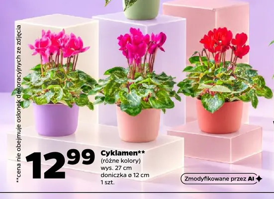 Cyklamen promocja w Netto