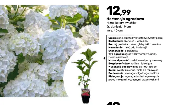 Hortensja ogrodowa śr. doniczki 9 cm wys. 40 promocja w Bricomarche