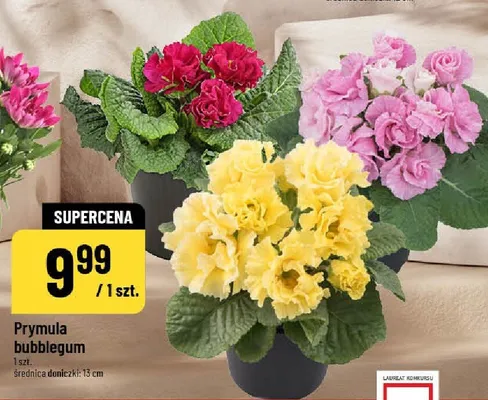 Prymula bubblegum promocja w POLOmarket