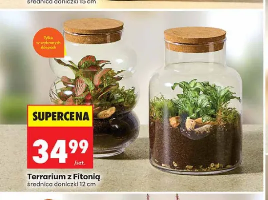 Terrarium z Fitonią promocja w Biedronka