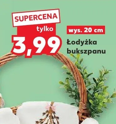 Łodyżka bukszpanu promocja w Kaufland