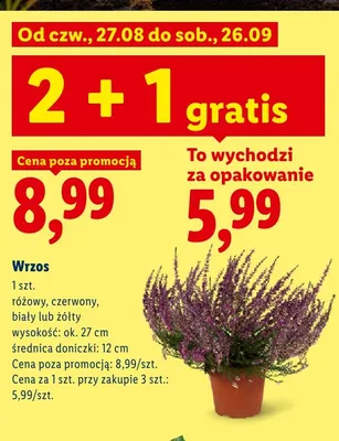 Wrzos różowy promocja w Lidl