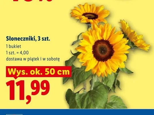 Słoneczniki 3-pak promocja w Lidl