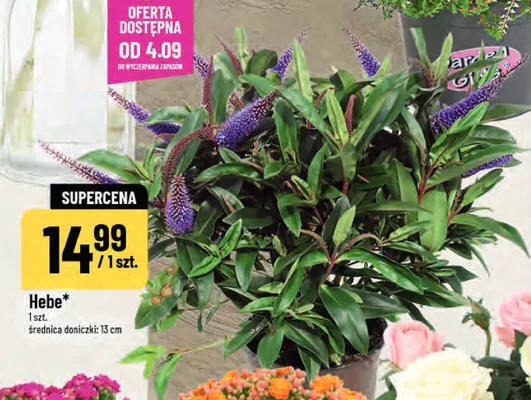 Hebe promocja w POLOmarket