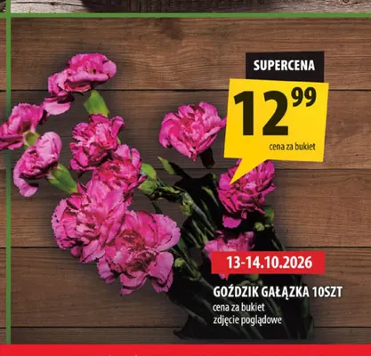 Goździk gałązka 10 szt. promocja w Arhelan