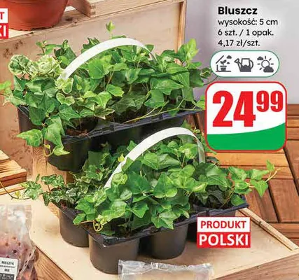 Bluszcz wysokość: 5 cm 6 szt. / 1 opak. promocja w Dino