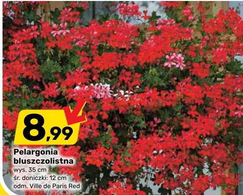 Pelargonia bluszczolistna promocja w Bricomarche