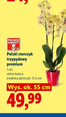Polski storczyk trzypędowy premium promocja w Lidl