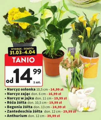 Róża żółta promocja w Intermarche