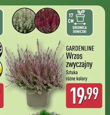 Wrzos zwyczajny Gardenline promocja w Aldi