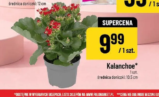 Kalanchoe średnica doniczki 10,5cm promocja w POLOmarket