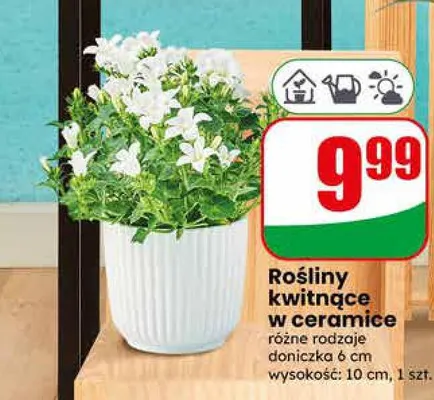 Rośliny kwitnące w ceramice doniczka 6cm wysokość 10cm promocja w Dino