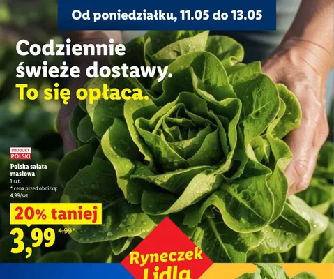 Sałata masłowa polska Lidl promocja w Lidl