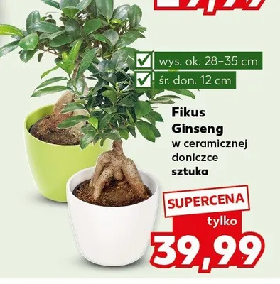 Fikus Ginseng w ceramicznej doniczce promocja w Kaufland