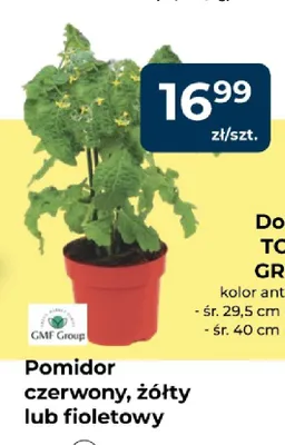 Pomidor GMF Group promocja w PSB Mrówka