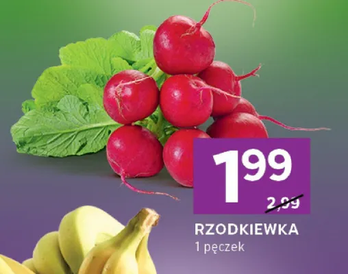 Rzodkiewka promocja w Stokrotka