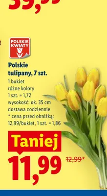 Polskie tulipany 7-pak wys. ok. 35cm promocja w Lidl