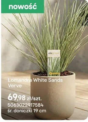 Lomandra White Sands Verve promocja w Castorama