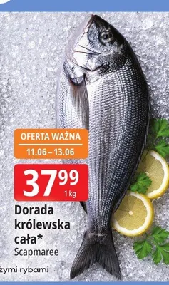 Dorada królewska cała Scapmaree promocja w Leclerc