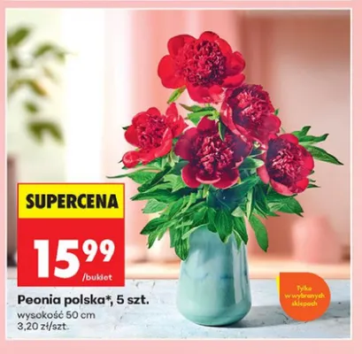 Peonia polska wysokość 50cm promocja w Biedronka