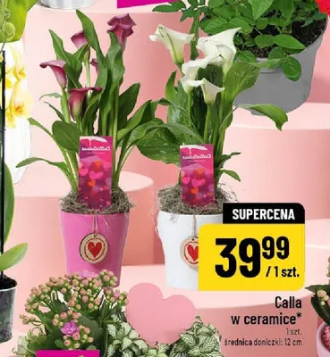 Calla w ceramice średnica doniczki 12cm promocja w POLOmarket