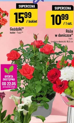 Róża w doniczce średnica doniczki 10,5cm promocja w POLOmarket