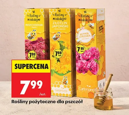 Rośliny Miododajne  promocja w Biedronka