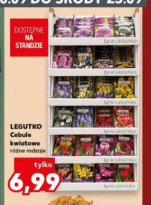 Cebule kwiatowe Legutko promocja w Kaufland