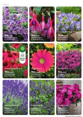 Goździk Pillow promocja w Castorama