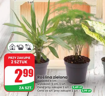 Roślina zielona doniczka 6 cm wysokość 5 promocja w Dino