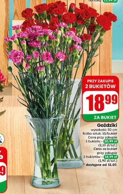 Goździki promocja w Dino