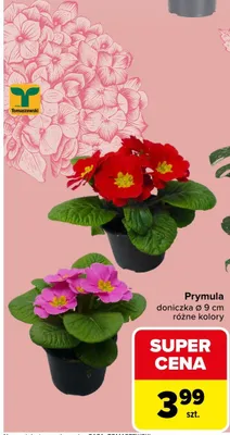 Prymula doniczka różne kolory promocja w Carrefour