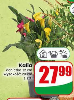 Kalia promocja w Dino