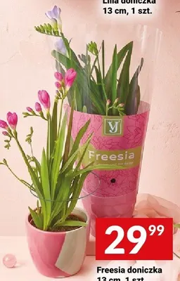 Freesia doniczka 13cm promocja w Twój Market