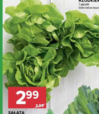 Sałata masłowa promocja w Stokrotka