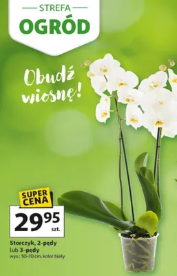 Storczyk, 2-pędy lub 3-pędy wys.: 50-70 cm, kolor biały promocja w Auchan